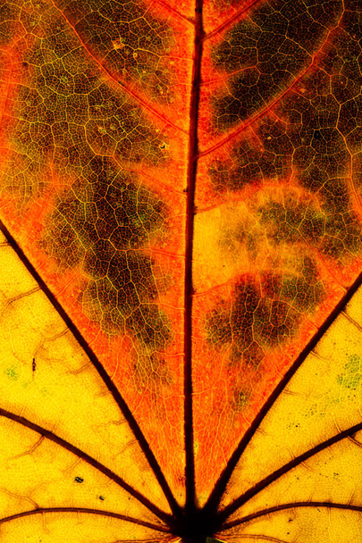 Color hoja de otoño verde rojo naranja amarillo macro
 - Foto, Imagen