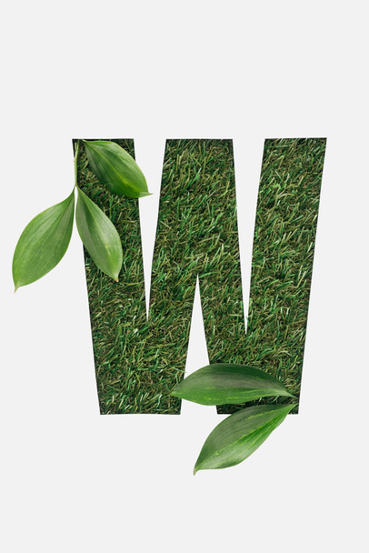 top view of cut out W letter on green grass background with leaves isolated on white - Foto, Bild