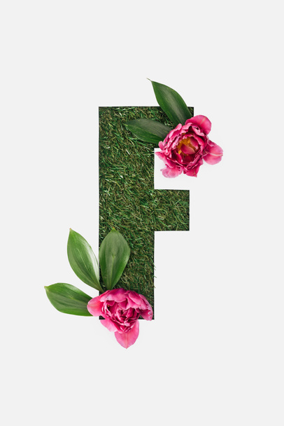 top view of cut out F letter on green grass background with leaves and pink peonies isolated on white - Foto, Imagem