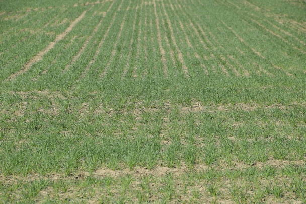 The field of winter wheat, making root dressing seedlings - Photo, Image