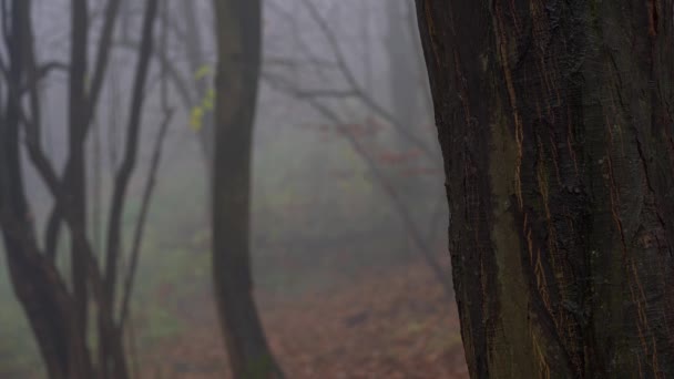 男が木に触れるし、密な霧の中に行く - 映像、動画