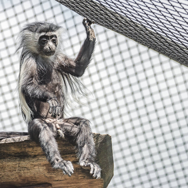 Porträt eines Angolakolobus-Dschungel-Affen, der in einem Netzkäfig gedrückt wird - Foto, Bild