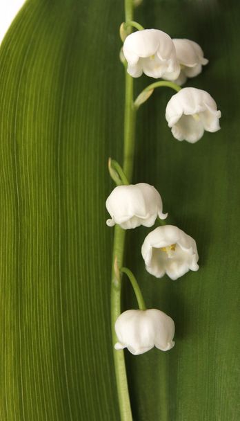 Lilies of the valley and green leaf. - Photo, Image