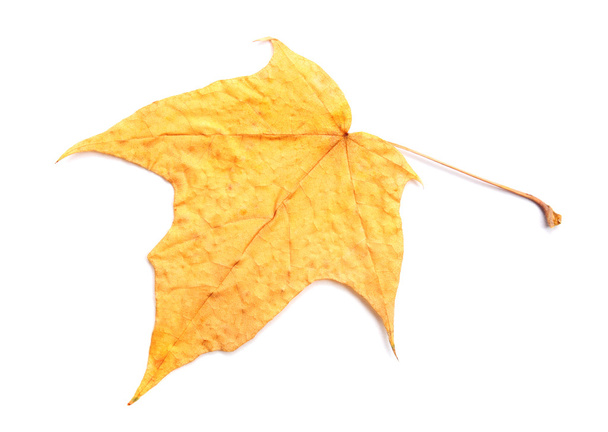 Yellow leaf - Photo, Image