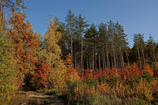 Osa syksyn metsä tie ja värillinen kasvillisuus
 - Valokuva, kuva