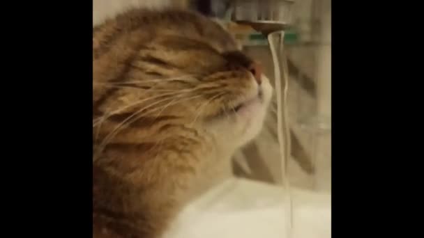 Cat drinks from the faucet - Footage, Video