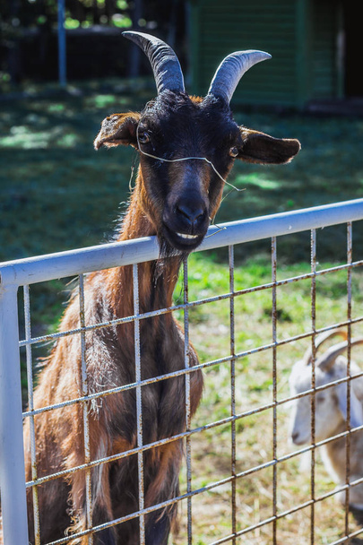 cabra linda que se inclina fuera de la valla en el patio
 - Foto, Imagen