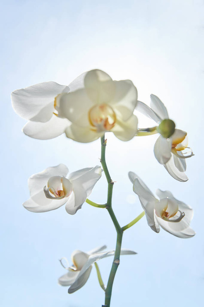 White orchids on sun light, the green bud, a new flower, a butte - Foto, Imagen