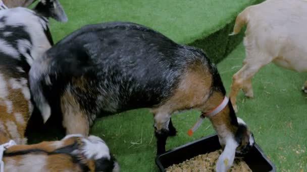 Pocas cabras comiendo provender mixto
 - Metraje, vídeo
