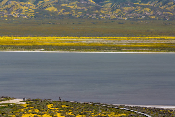 Alkali soda lago sulla pianura del Carrizo durante la fioritura di fiori selvatici
 - Foto, immagini