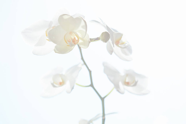 White orchids on sun light, the green bud, a new flower, a butte - Φωτογραφία, εικόνα