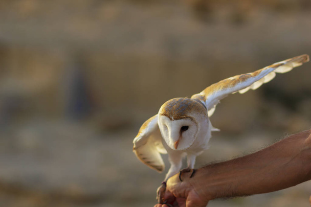 Nuori valkoinen ruskea pöllö lasku käsillä
 - Valokuva, kuva