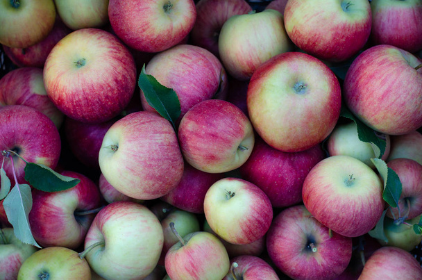 Veel rode grote appels close-up. - Foto, afbeelding