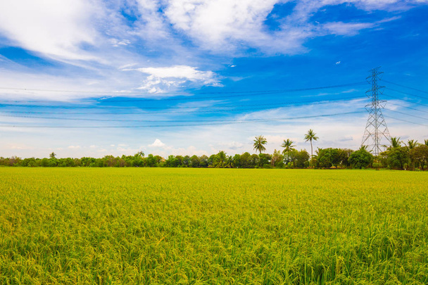 Rice plantation field wide angle with blue sky nature landscape - Photo, Image