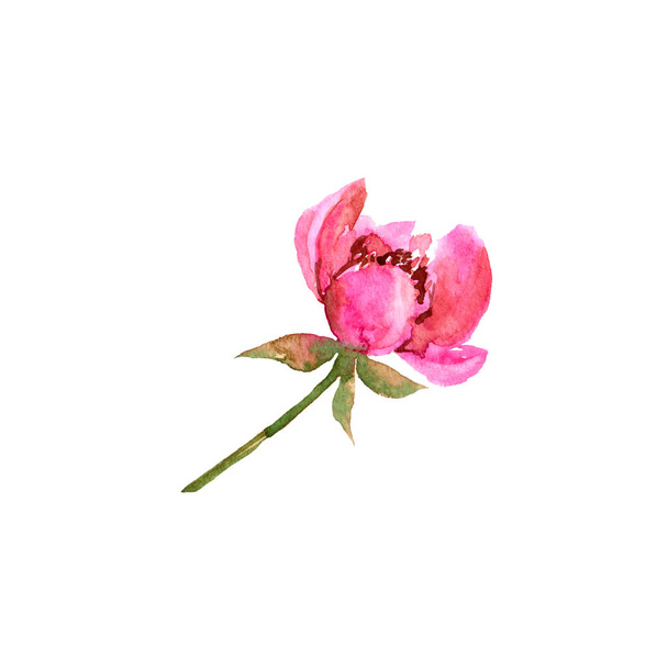 Peony. Pink flower. Watercolor flowers for greeting card decor.  - Valokuva, kuva