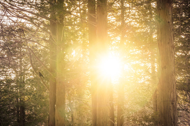 Красивий пейзаж дерева і лісу з сонячним світлом
 - Фото, зображення