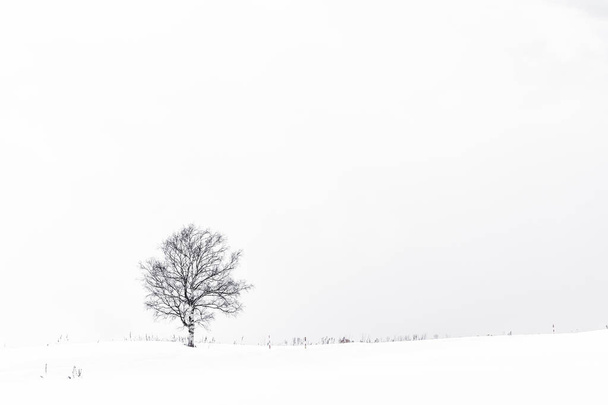 Mooi landschap met eenzame boom in sneeuw winterseizoen - Foto, afbeelding