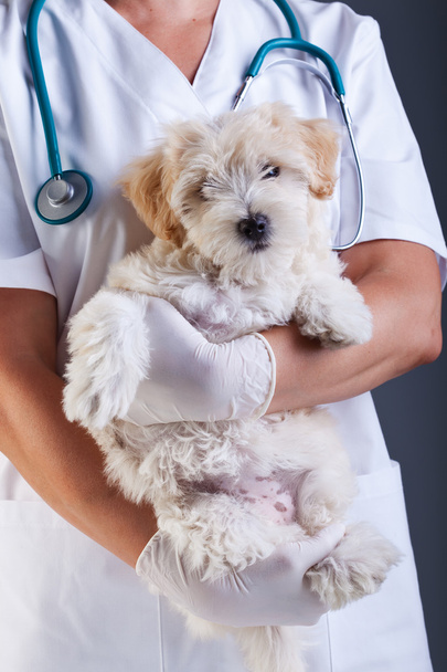 Little dog at the veterinary - Foto, Imagen