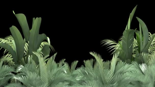 Siyah arka planda tropikal bitki - Video, Çekim