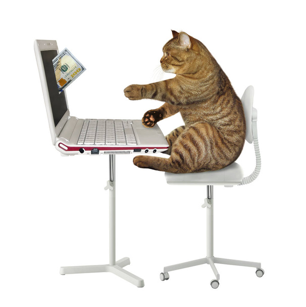 Cat earns money on the computer - Фото, зображення