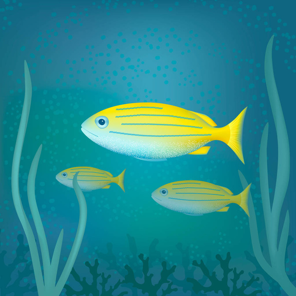 Tropical exotic fishes in ocean underwater. Tropical exotic fishes in aquarium or ocean underwater. Vector illustration of sea fishes and algae. - Vektori, kuva