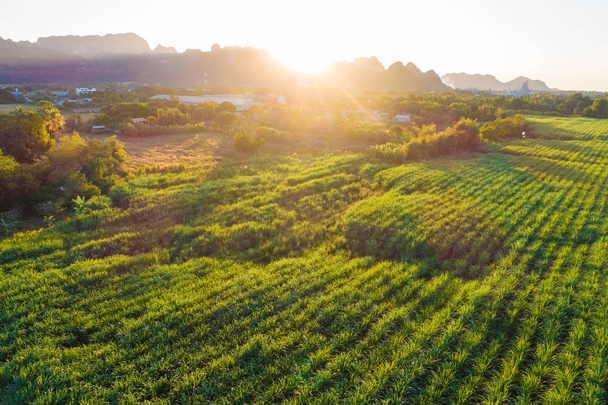 Vista aérea del campo de plantación de caña de azúcar con luz del atardecer
 - Foto, imagen
