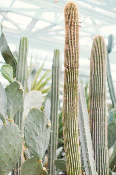 Big yucca and cactuses - Foto, Imagem