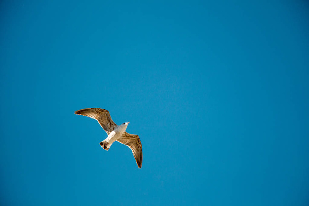 Paloma volando en el aire
  - Foto, imagen