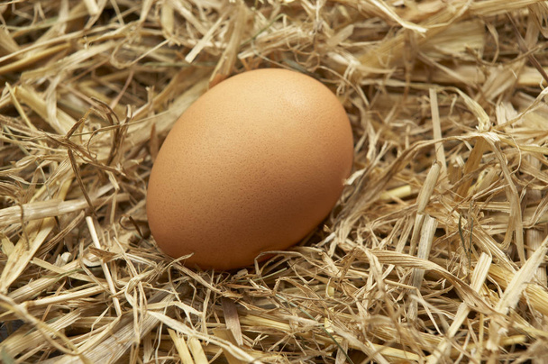 SINGLE BROWN EGG IN NEST OF STRAW - Photo, Image