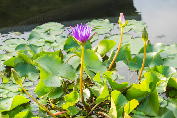 Rosa flor de lirio de agua de loto en estanque
 - Foto, Imagen