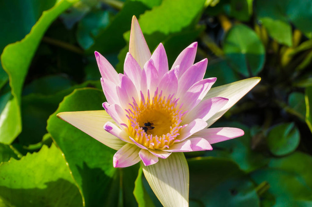 Roze Lotus water Lilly bloem in vijver - Foto, afbeelding