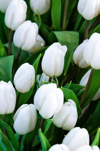 mooie witte tulpen - Foto, afbeelding
