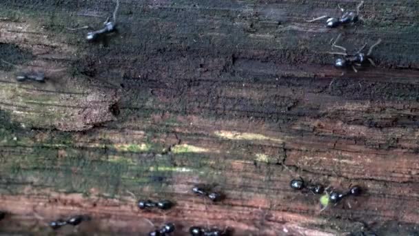Ants on way on wooden fence - Záběry, video