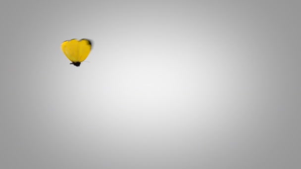 Eurema Brenda Yellow Butterfly Flying on a Blue Screen. Two Beautiful 3d Animations. 2nd the butterfly flies not so close to the camera 4K Ultra HD 3840x2160. Look For More Options In My Portfolio - Materiał filmowy, wideo