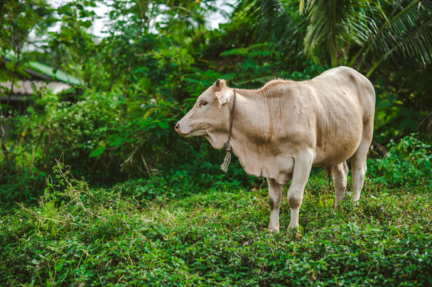 cow on pasture in nature in asia - Foto, Imagem