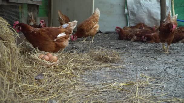 Close-up van kip op de boerderij in de natuur te voeden. Een groep van hen zijn terug in de grond en op zoek naar voedsel. - Video