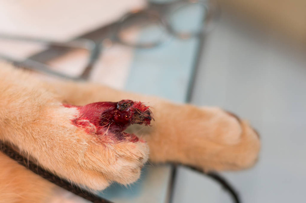cat with his broken finger at the veterinarian - Photo, image
