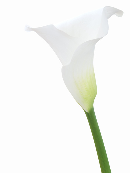 Fleur de calla blanche isolée
 - Photo, image
