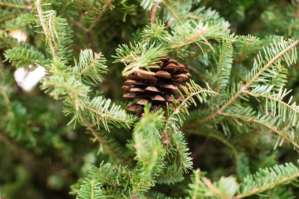 Blízký vánoční stromek s rozostřený borovicemi - Fotografie, Obrázek