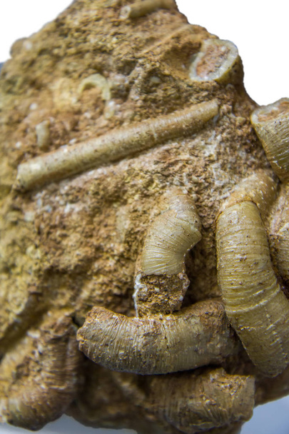 Fossiele wormen in de rots - Foto, afbeelding