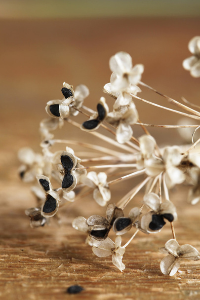 Allium tuberosum - Φωτογραφία, εικόνα