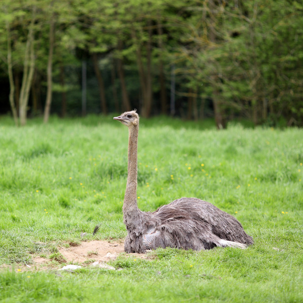 Struisvogel, struisvogels camelus - Foto, afbeelding