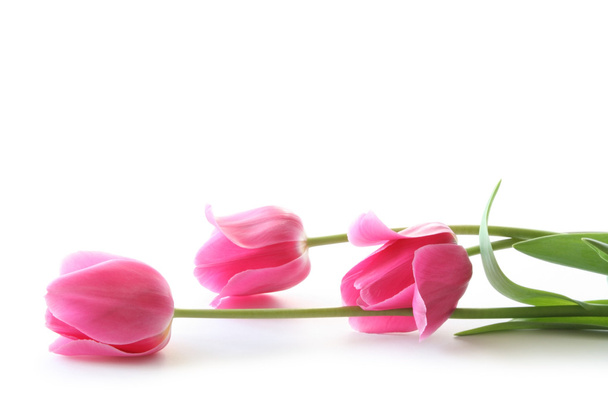 Tulipanes rosados
 - Foto, imagen
