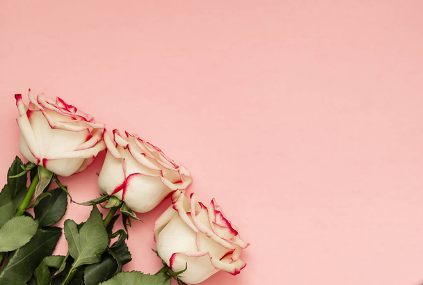 Roses on pink background with place for text - Photo, Image