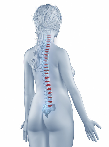 Posizione vertebra anatomia donna isolato vista posteriore
 - Foto, immagini