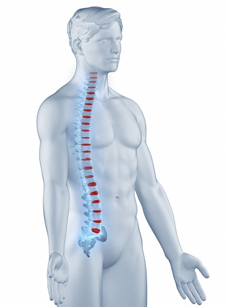 Posizione vertebra anatomia uomo isolato vista laterale
 - Foto, immagini