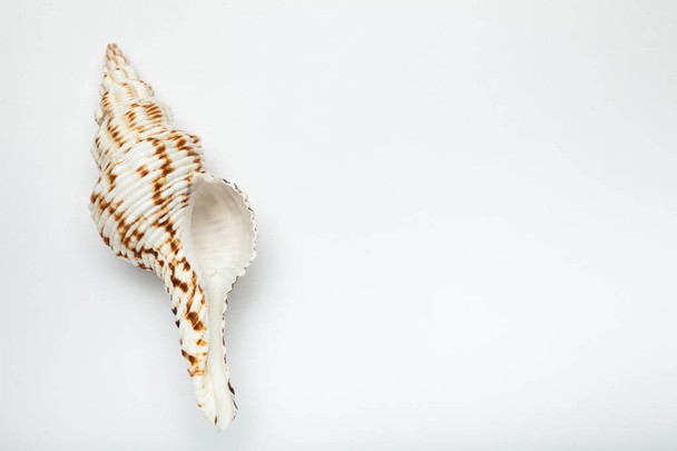 Sea shell on a white background. Copy space. - Zdjęcie, obraz