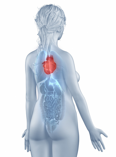 Szív helyzete anatómia nő elszigetelt hátsó nézet - Fotó, kép