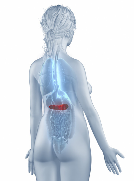 Posizione del pancreas anatomia donna isolato vista posteriore
 - Foto, immagini