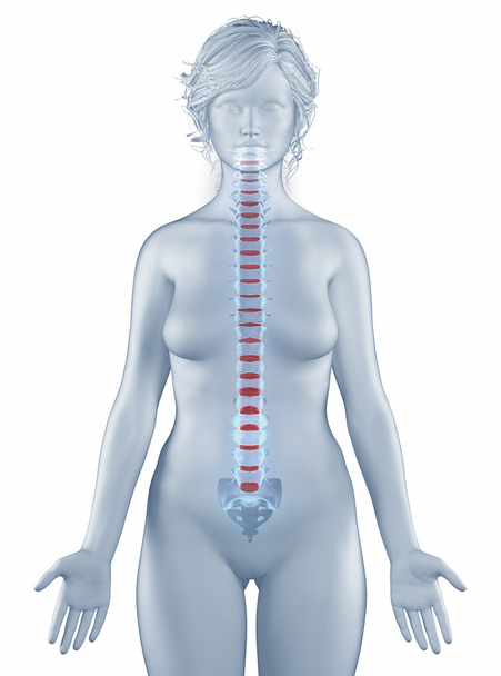 Posizione della vertebra anatomia donna isolata
 - Foto, immagini